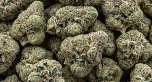 Cabbage Brothers Stoney Creek Ontario cannabis concentrates and premium flower shop - Cabbage Brothers Dundas Hamilton Ontario cannabis flower vape carts and edibles - Cabbage Brothers Ontario cannabis dispensary with indica sativa and hybrid strains